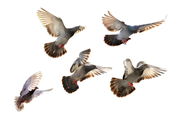 Flying pigeon isolated on black background — Stock Photo, Image
