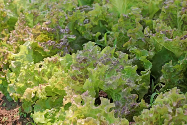 Čerstvý salát zelenina v bio zahradě — Stock fotografie
