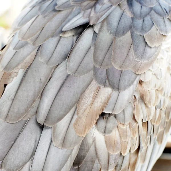 Пір'я білого кольору морського орла — стокове фото