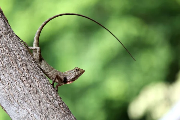 Camaleão lagarto na árvore — Fotografia de Stock