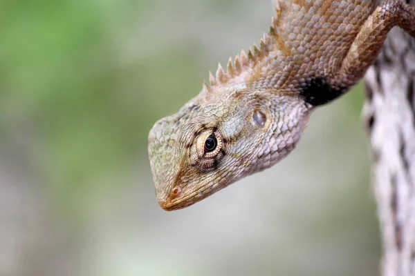 Close-up de camaleão lagarto — Fotografia de Stock