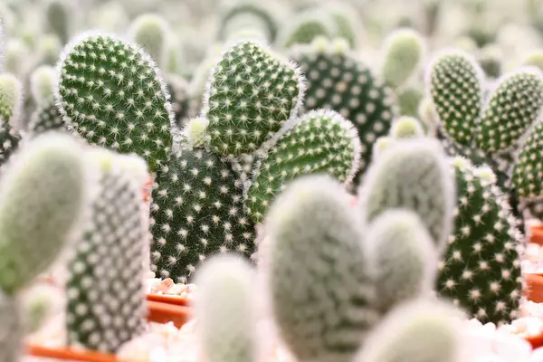 Pilha de cacto bonito — Fotografia de Stock