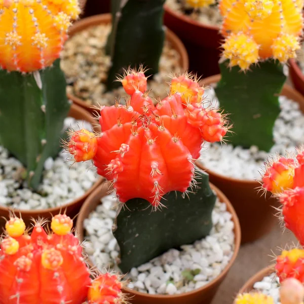 Schöner Kaktus im Blumenladen — Stockfoto