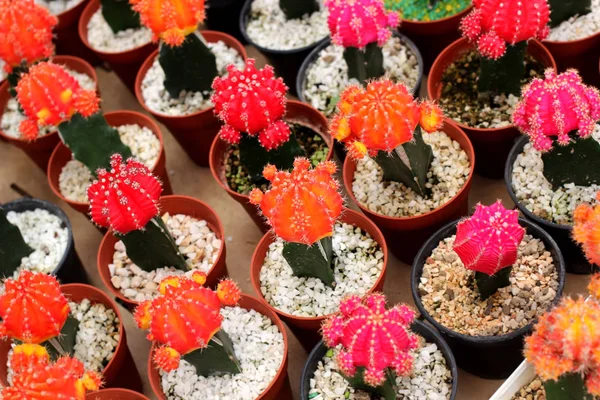 Krásný kaktus v květinářství — Stock fotografie