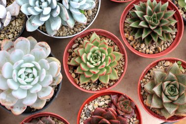 minyatür echeveria etli bitki 