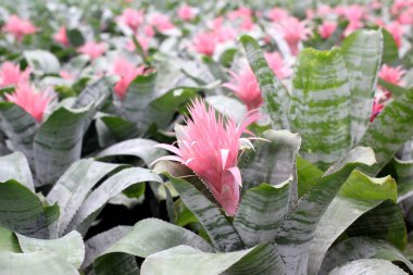 pembe bromeliad guzmania magnifica çiçek