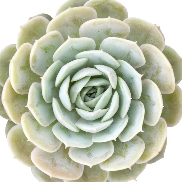 Миниатюрное эхиверическое суккулентное растение на белом фоне — стоковое фото