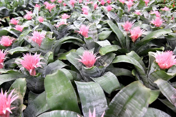 Pink bromeliad guzmania magnifica flower — Stock Photo, Image