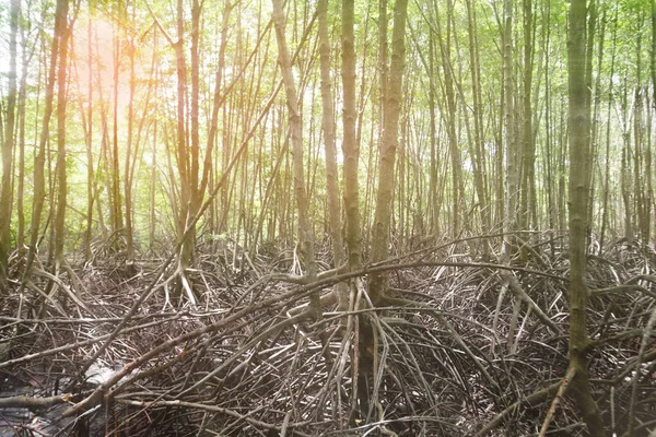Radice di palafitta degli alberi di mangrovia — Foto Stock