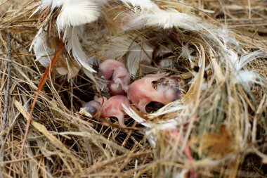 küçük kuşlar yuvaya