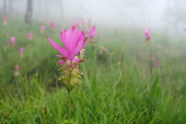 güzel pembe siam Lale çiçek