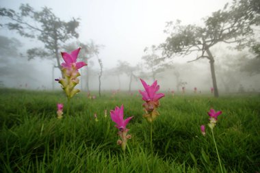 Sisli ormanın içinde pembe siam lale
