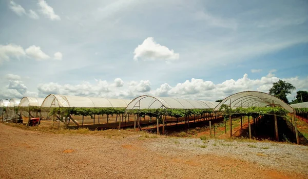 Виноградная ферма в сельской местности — стоковое фото