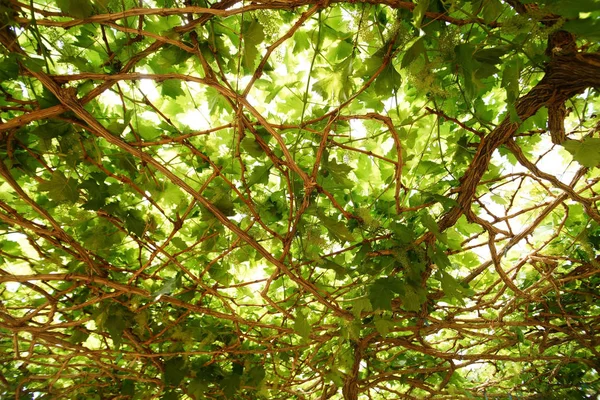 Grape leaf as background — Stock Photo, Image