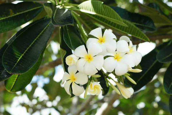 Tropikalne spa Frangipani kwiaty, białe plumerii — Zdjęcie stockowe
