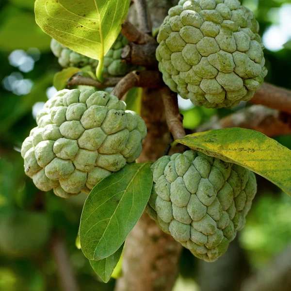 Custard apple ovoce na stromě — Stock fotografie