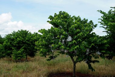 gruptaki muhallebi elma ağacı