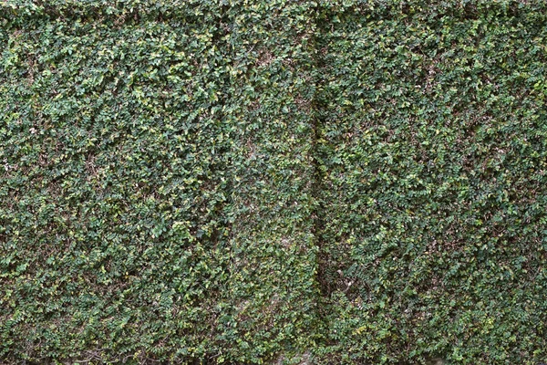 Planta verde en la pared —  Fotos de Stock