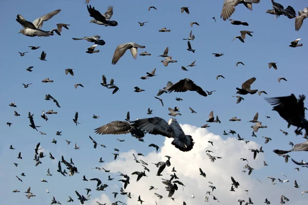 Grupo de palomas voladoras —  Fotos de Stock