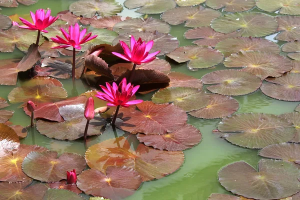 Flor de lótus rosa na lagoa — Fotografia de Stock