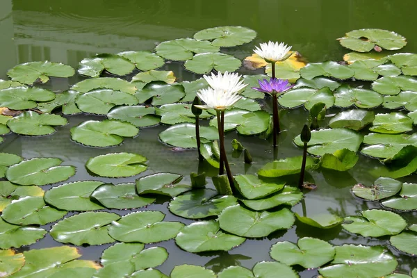 Flor de lótus branco na lagoa — Fotografia de Stock