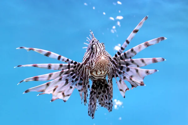 Vackra Drakfisk i akvariet — Stockfoto