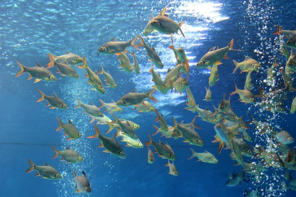 Karausche im Aquarium — Stockfoto