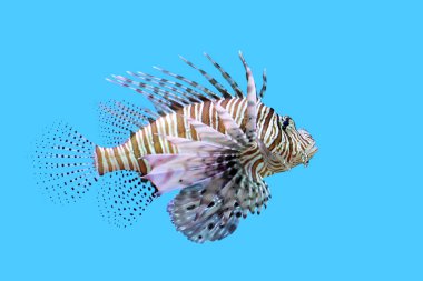 güzel lionfish içinde belgili tanımlık akvaryum