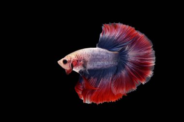 Beta balığı, siyam dövüşçüsü balık