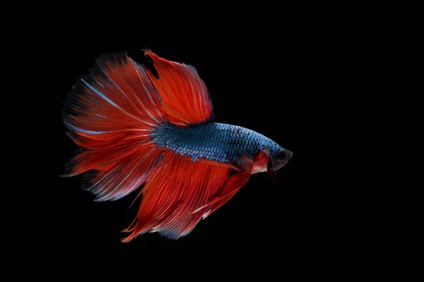 Betta fish, pesce siamese da combattimento — Foto Stock