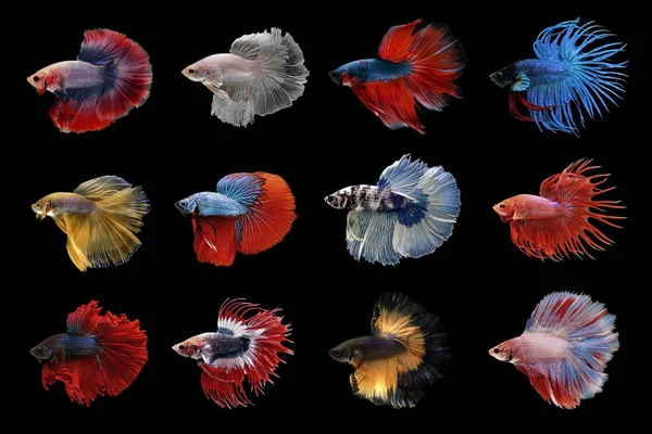 Betta の魚のコレクション — ストック写真