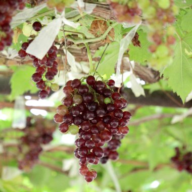 Olgun üzüm hasat bağ içinde