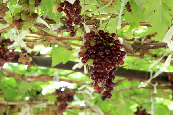 Zbiory dojrzałych winogron w winnicy — Zdjęcie stockowe