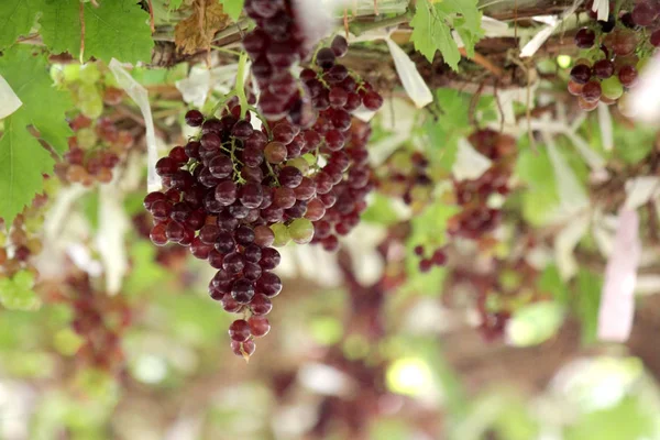 Vendimia de uvas maduras en viñedo — Foto de Stock