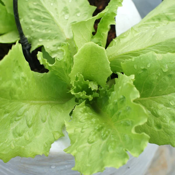 Insalata verde vegetale in azienda biologica — Foto Stock