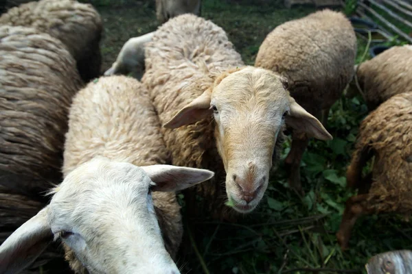 Lamb in farm — Stock Photo, Image