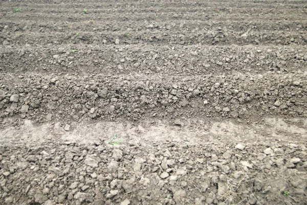 Terreno agricolo preparato per la piantagione — Foto Stock