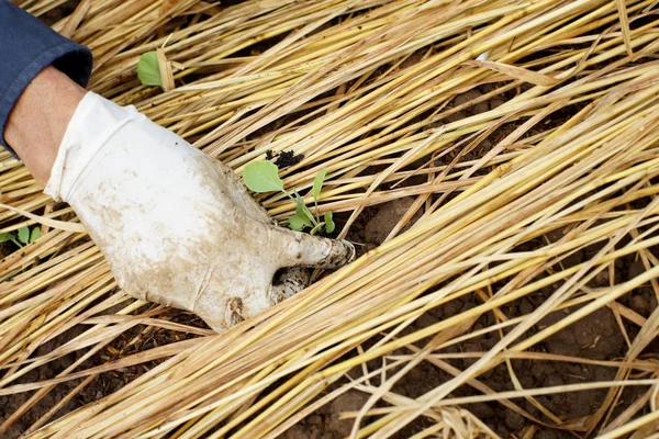 Farmář výsadby salát v zeleninové zahradě — Stock fotografie