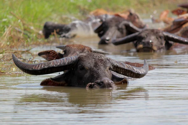 asian water buffalo in the water