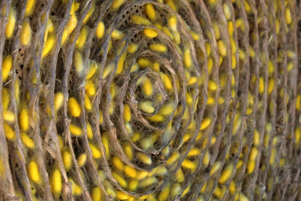 Κύκλο ζωής του σκουληκιού μετάξι — Φωτογραφία Αρχείου