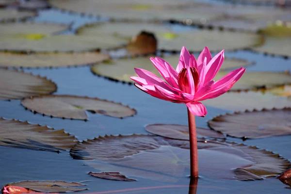 Flor de lótus vermelho na lagoa — Fotografia de Stock