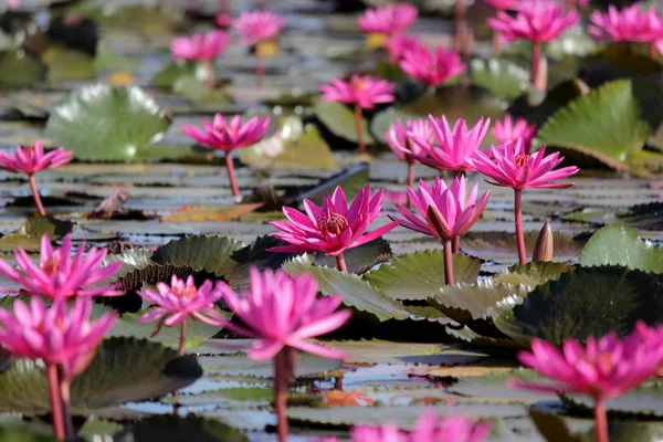 Flor de lótus vermelho na lagoa — Fotografia de Stock