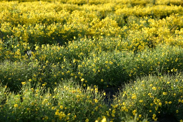 Yellow chrysanthemum flower in the field — Stock Photo, Image