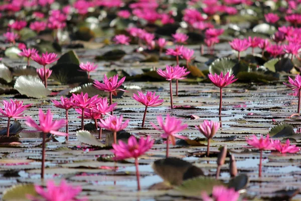 Flor de lirio de agua roja en el estanque — Foto de Stock