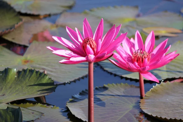 Flor de lirio de agua roja en el estanque —  Fotos de Stock