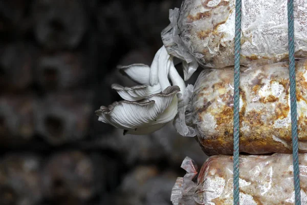 Oyster mushroom in nursery bag — Stock Photo, Image