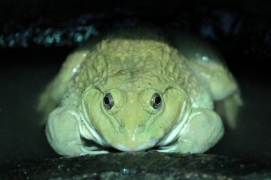 su kurbağa kurbağa gruptaki