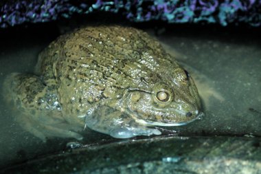 su kurbağa kurbağa gruptaki