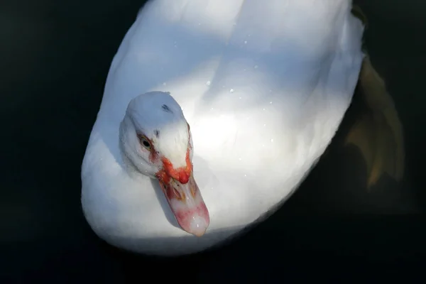 White muscovy duck — Stock Photo, Image