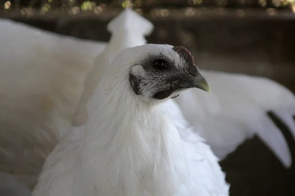 Black hen with white feather in fram — Stock Photo, Image